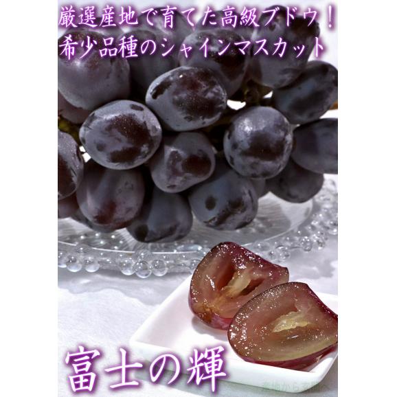 富士の輝 ブラックシャインマスカット 約1.2～1.5kg 2房入り 山梨県産 贈答規格 濃厚な甘さと食べやすさの次世代ブドウ！ギフト最適な希少品種03