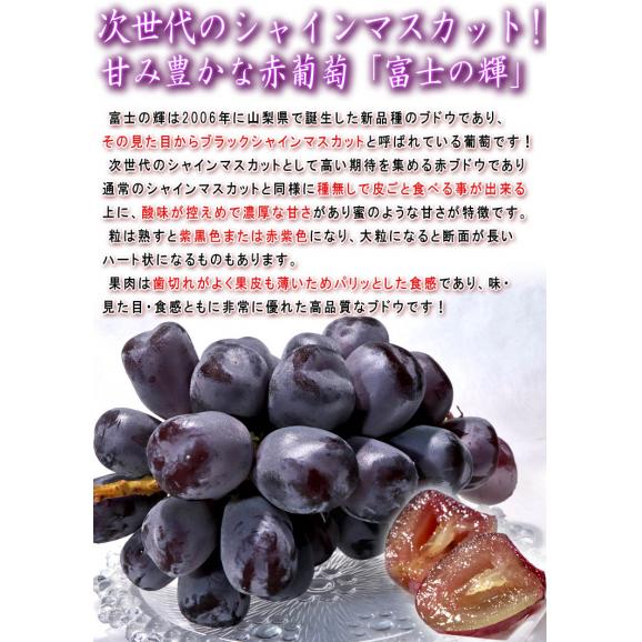 富士の輝 ブラックシャインマスカット 約1.2～1.5kg 2房入り 山梨県産 贈答規格 濃厚な甘さと食べやすさの次世代ブドウ！ギフト最適な希少品種04