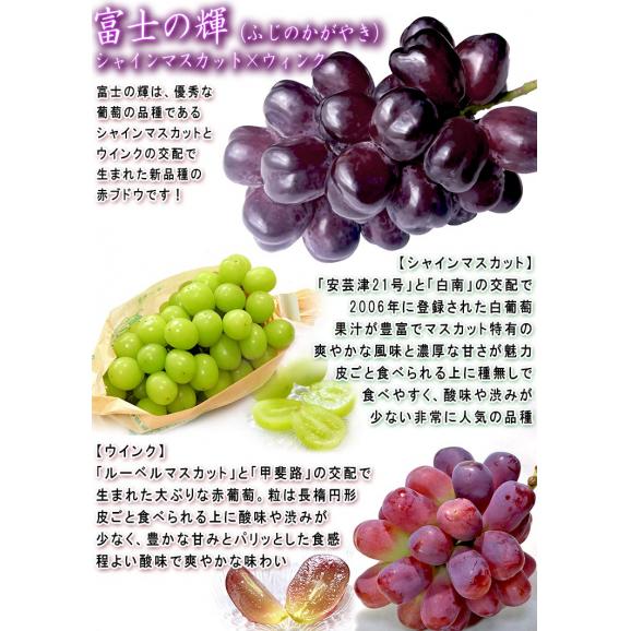 富士の輝 ブラックシャインマスカット 約1.2～1.5kg 2房入り 山梨県産 贈答規格 濃厚な甘さと食べやすさの次世代ブドウ！ギフト最適な希少品種05