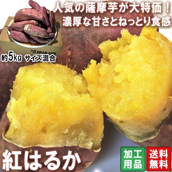 紅はるか 加工用さつまいも 約5kg 千葉県・茨城県産 訳あり品 家庭応援！味わい抜群のお得な傷あり薩摩芋！濃厚な甘み溢れる家庭用サツマイモ02