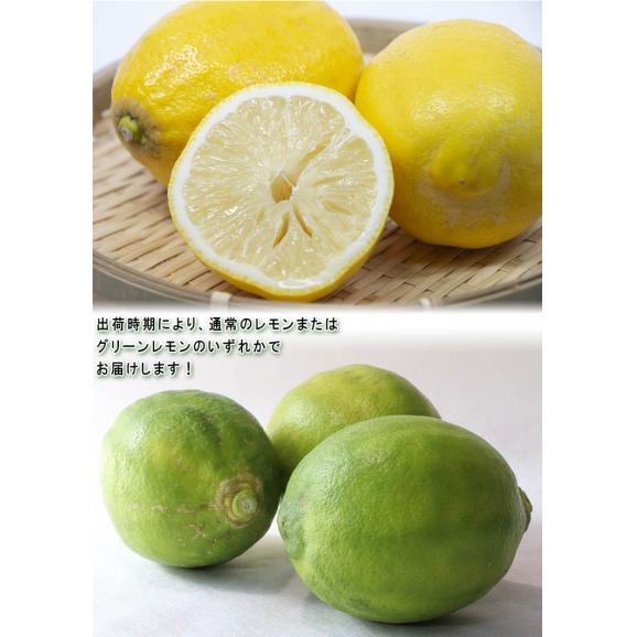 国産レモン 璃の香 約5kg L~3Lサイズ 大玉 高知県産 新品種のグリーンレモン!まろやかな酸味と豊かな風味03
