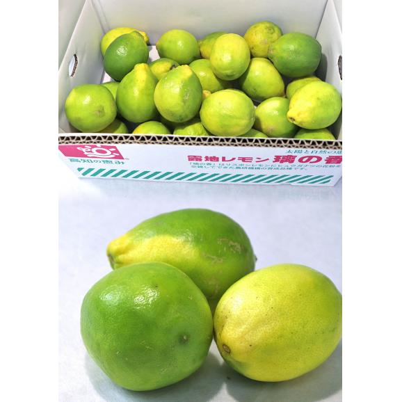 国産レモン 璃の香 約2.5kg L~3Lサイズ 大玉 高知県産 新品種のグリーンレモン!まろやかな酸味と豊かな風味04
