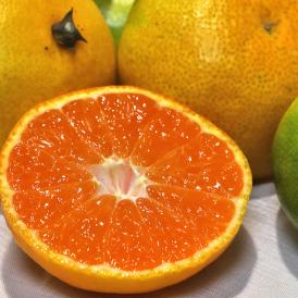 宇和の南風 みかん 愛媛県産 10kg 極早生から早生品種 2S～Mサイズ JAえひめ南 光センサー　みなみかぜ　早生　宮川等