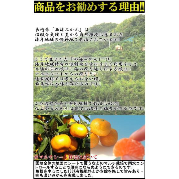 味まる蜜柑 約3kg 秀品~優品 JAながさき西海 贈答可能 光センサー選果で糖度12度保障!長崎県が誇る有名ブランド、西海みかん03