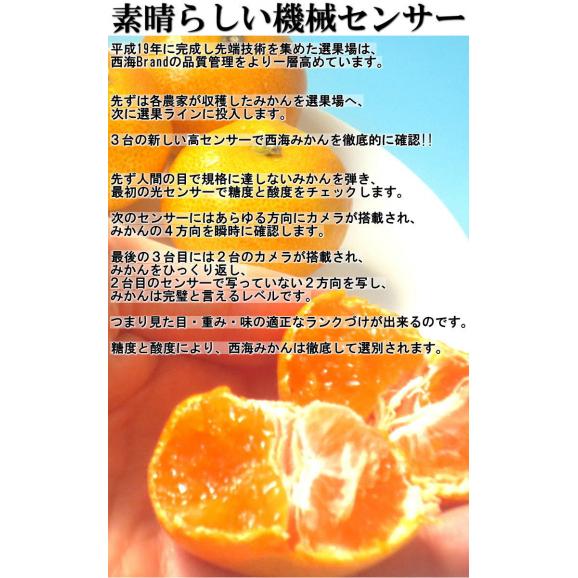味まる蜜柑 約3kg 秀品~優品 JAながさき西海 贈答可能 光センサー選果で糖度12度保障!長崎県が誇る有名ブランド、西海みかん04