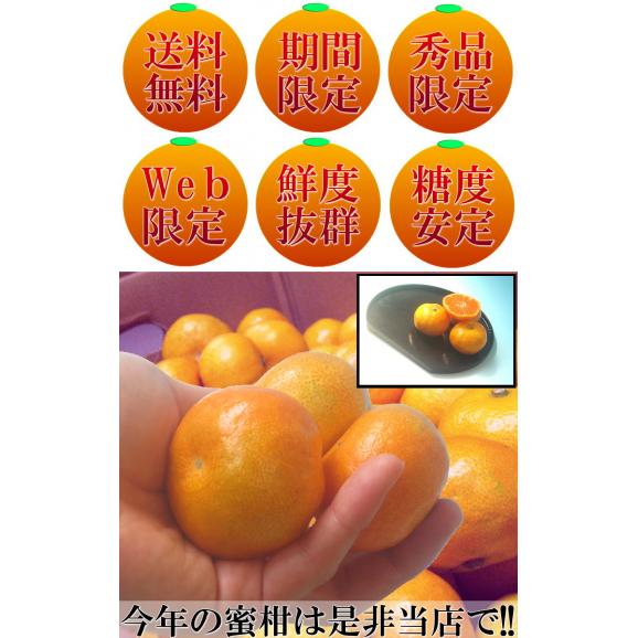 味まる蜜柑 約3kg 秀品~優品 JAながさき西海 贈答可能 光センサー選果で糖度12度保障!長崎県が誇る有名ブランド、西海みかん05