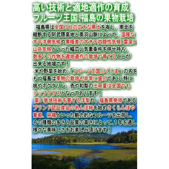 ルレクチェ 約2kg 3～8玉 福島県産中心 訳あり品 産地厳選 とろける甘みと食感の幻の梨！旬の産地からお取り寄せ03