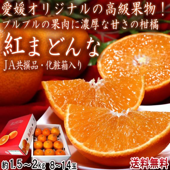 紅まどんな 約1.5~2kg 8~14玉 愛媛県産 化粧箱入り 愛媛オリジナルの高級フルーツ!プルプルの果肉に豊かな甘み02