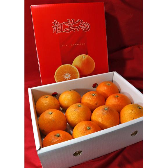 紅まどんな 約1.5~2kg 8~14玉 愛媛県産 化粧箱入り 愛媛オリジナルの高級フルーツ!プルプルの果肉に豊かな甘み03