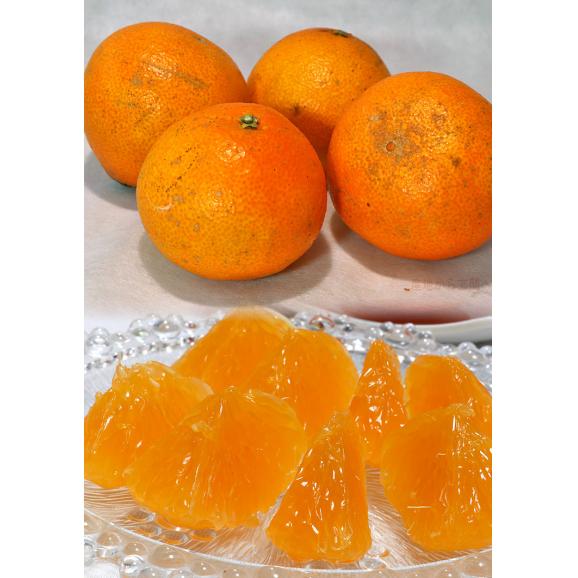 紅まどんな 約1.5~2kg 8~14玉 愛媛県産 化粧箱入り 愛媛オリジナルの高級フルーツ!プルプルの果肉に豊かな甘み04