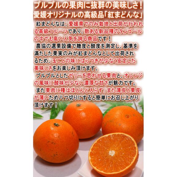 紅まどんな 約1.5~2kg 8~14玉 愛媛県産 化粧箱入り 愛媛オリジナルの高級フルーツ!プルプルの果肉に豊かな甘み05