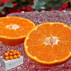 美柑王 みかんおう 高糖度ミカン 約2.5kg S～Lサイズ 贈答規格 愛あるブランド認定 糖度12.5度保証の高級フルーツ！お歳暮やギフト最適な抜群の味と甘さ