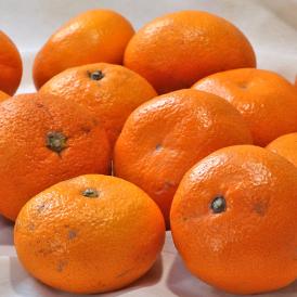 蔵出しみかん 熊本県産 約10kg 2S〜Mサイズ 極まろ蜜柑 温州ミカン 個人農家で育てた熊本のミカン