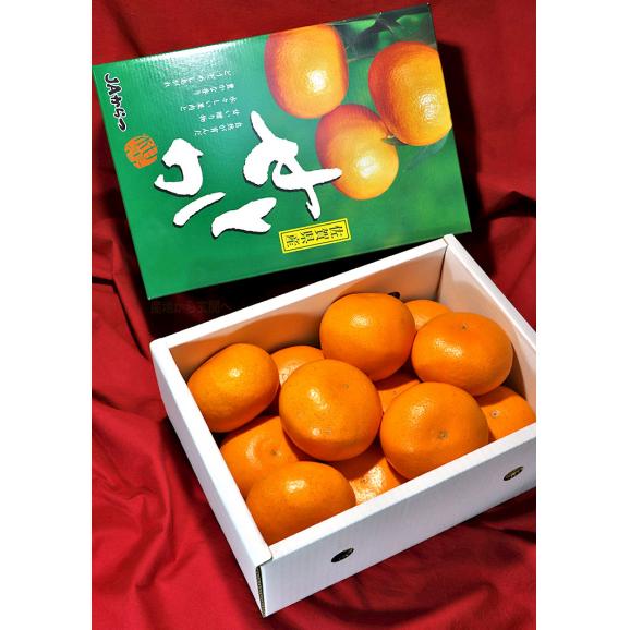 せとか 温室栽培 約2.5kg 10～18玉入り 佐賀県産 贈答品 化粧箱入り 高級タンゴールの代表品種！とろけるような果肉と濃厚な甘みの柑橘03
