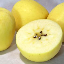 はるか 林檎 約5kg 15～21玉 岩手県産 優品 高い糖度と控えめな酸味！実測糖度17度超の蜜入り黄林檎