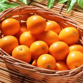 完熟金柑 温室きんかん 約4kg S～Lサイズ 宮崎県産 JA共撰品 キンカンの本場で育てた抜群の栄養と高糖度！