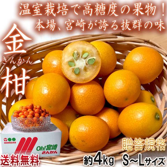 完熟金柑 温室きんかん 約4kg S～Lサイズ 宮崎県産 JA共撰品 キンカンの本場で育てた抜群の栄養と高糖度！02