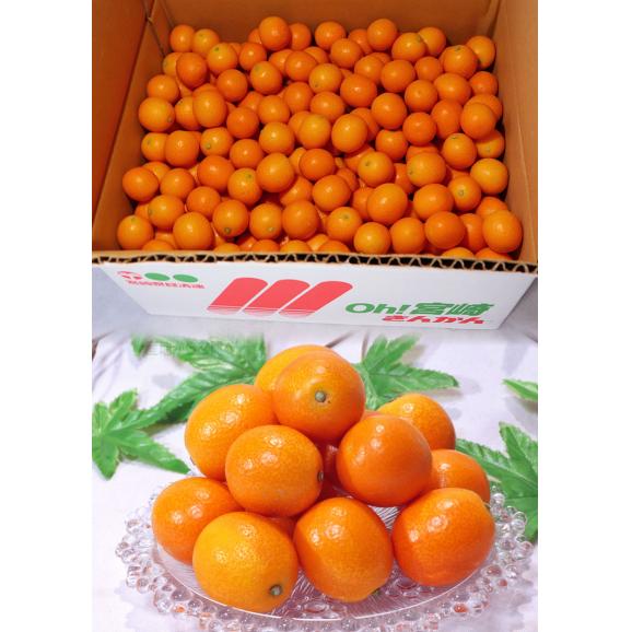 完熟金柑 温室きんかん 約4kg S～Lサイズ 宮崎県産 JA共撰品 キンカンの本場で育てた抜群の栄養と高糖度！03