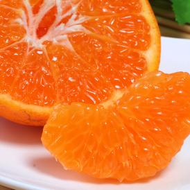 はるみ 約5kg M～2Lサイズ 愛媛県産 贈答規格 JA全農えひめ プチプチの食感と食べ易さ！爽やかな甘さと風味