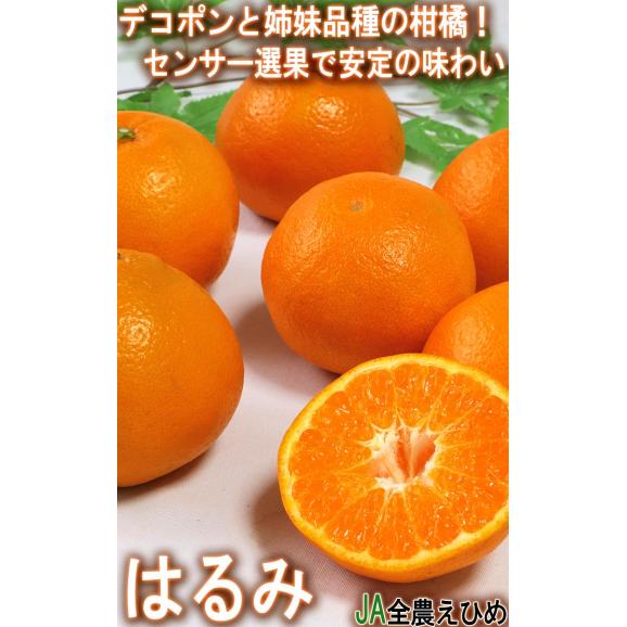 はるみ 約5kg M～2Lサイズ 愛媛県産 贈答規格 JA全農えひめ プチプチの食感と食べ易さ！爽やかな甘さと風味02