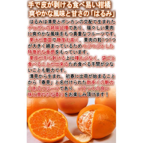 はるみ 約5kg M～2Lサイズ 愛媛県産 贈答規格 JA全農えひめ プチプチの食感と食べ易さ！爽やかな甘さと風味04
