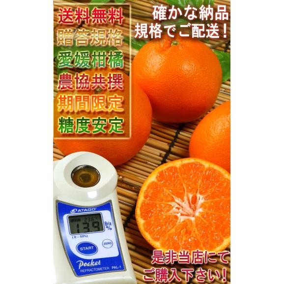 はるみ 約5kg M～2Lサイズ 愛媛県産 贈答規格 JA全農えひめ プチプチの食感と食べ易さ！爽やかな甘さと風味05
