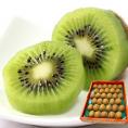 キウイフルーツ 約3kg 27~33玉 和歌山県産 贈答規格 濃厚な甘酸っぱさと豊富な栄養!
