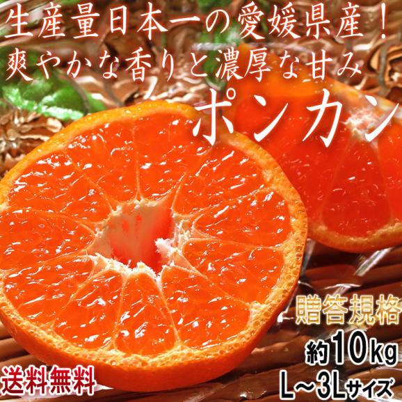 ポンカン 約10kg L~3Lサイズ 愛媛県産 贈答規格 JA共撰品 控えめな酸味と手で剥ける果皮!香りと甘み豊かな愛媛自慢の柑橘02