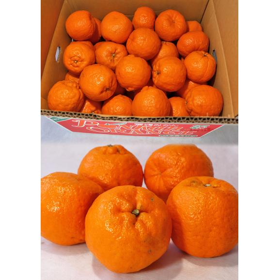 ポンカン 約10kg L~3Lサイズ 愛媛県産 贈答規格 JA共撰品 控えめな酸味と手で剥ける果皮!香りと甘み豊かな愛媛自慢の柑橘04