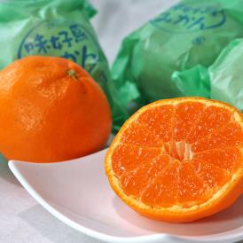 袋掛け完熟ミカン 約2.5kg L～3Lサイズ 長崎県産 贈答規格 JAながさき県央 光センサー選果で安定した味！樹上で熟成した濃厚な甘さの蜜柑