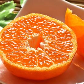 ポンカン 約5kg L～3Lサイズ 愛媛県産 贈答規格 JA共撰品 控えめな酸味と手で剥ける果皮！香りと甘み豊かな愛媛自慢の柑橘