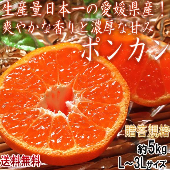 ポンカン 約5kg L～3Lサイズ 愛媛県産 贈答規格 JA共撰品 控えめな酸味と手で剥ける果皮！香りと甘み豊かな愛媛自慢の柑橘02
