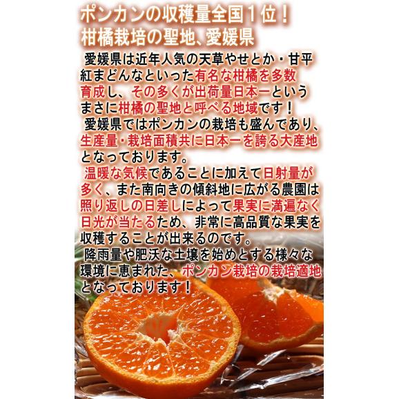 ポンカン 約5kg L～3Lサイズ 愛媛県産 贈答規格 JA共撰品 控えめな酸味と手で剥ける果皮！香りと甘み豊かな愛媛自慢の柑橘03