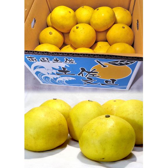 土佐文旦 ブンタン 約5kg 8〜15玉 高知県産 高知が誇る特産品！爽やかな風味と甘さのギフトフルーツ03