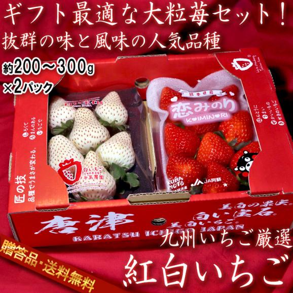 紅白いちごセット 恋みのり・白い宝石など 約200g~300g×2パック 贈答規格 ギフト最適な旬の九州イチゴ!人気の苺を厳選02