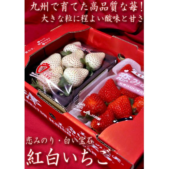 紅白いちごセット 恋みのり・白い宝石など 約200g~300g×2パック 贈答規格 ギフト最適な旬の九州イチゴ!人気の苺を厳選03