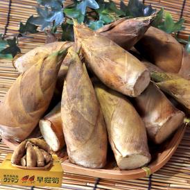 早堀り筍 生たけのこ 約2kg 12～18本 鹿児島県産 えぐみがなくやわらかい旬の味をお届け！