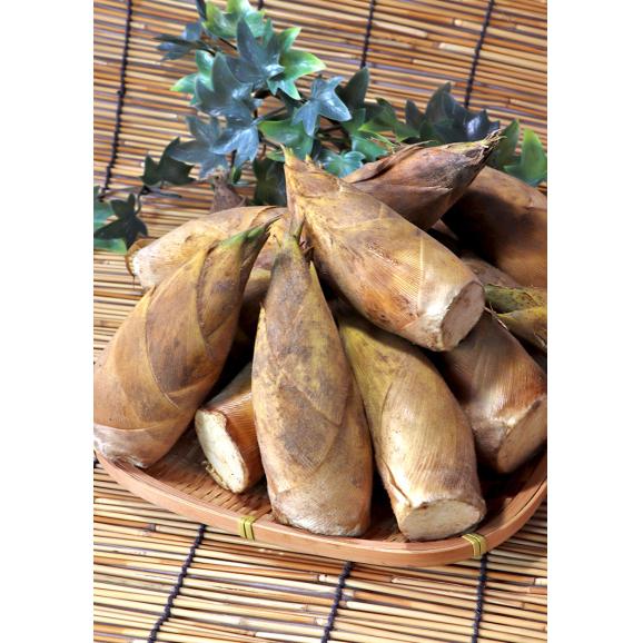 早堀り筍 生たけのこ 約2kg 12~18本 鹿児島県産 えぐみがなくやわらかい旬の味をお届け!02