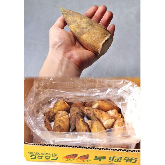 早堀り筍 生たけのこ 約2kg 12~18本 鹿児島県産 えぐみがなくやわらかい旬の味をお届け!03