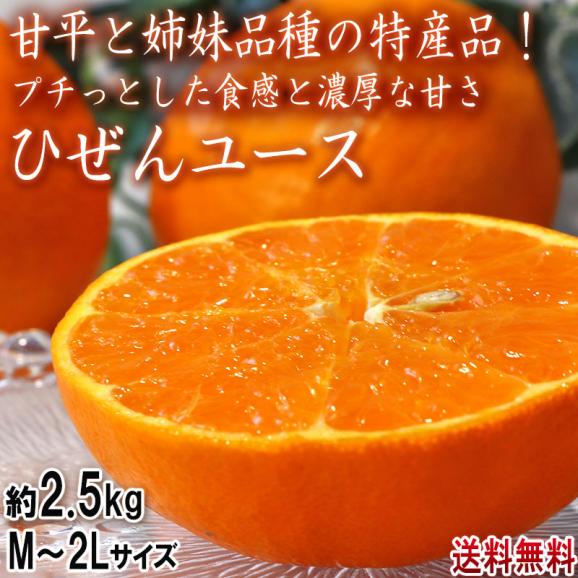 ひぜんユース 約2.5kg M～2Lサイズ 佐賀県産 にじゅうまるの規格外品！プチっとした食感に濃厚な味と甘さ02
