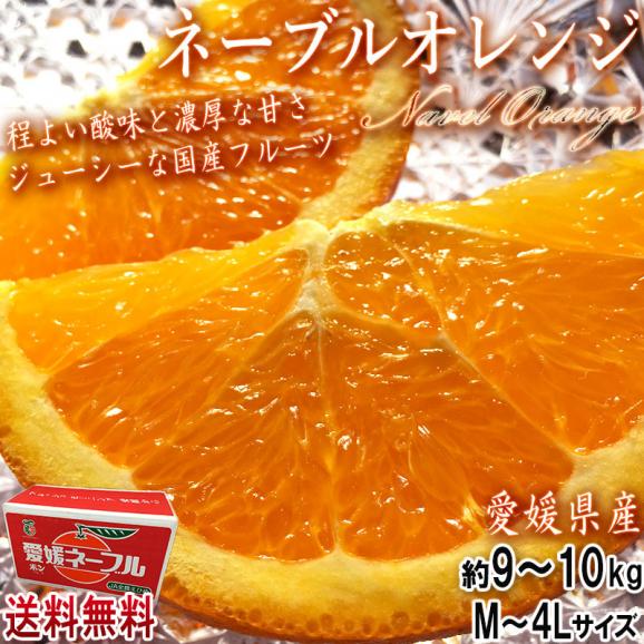 国産ネーブルオレンジ 約9～10kg M～4Lサイズ 愛媛県産 JA共撰品 実測糖度14度超！ 流通量の少ない貴重な国産フルーツ02