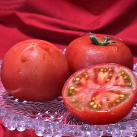 こだわりくん フルーツトマト 約900g×2箱 22～32玉 宮城県産 贈答規格 サントマト石巻 海洋深層水で育てたこだわり栽培！