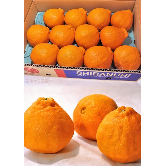 不知火 JAくまもと 約2.5kg 7〜12玉 熊本県産 贈答規格 しらぬい 濃厚な甘さと程よい酸味の人気品種！本場で育てた抜群の味03