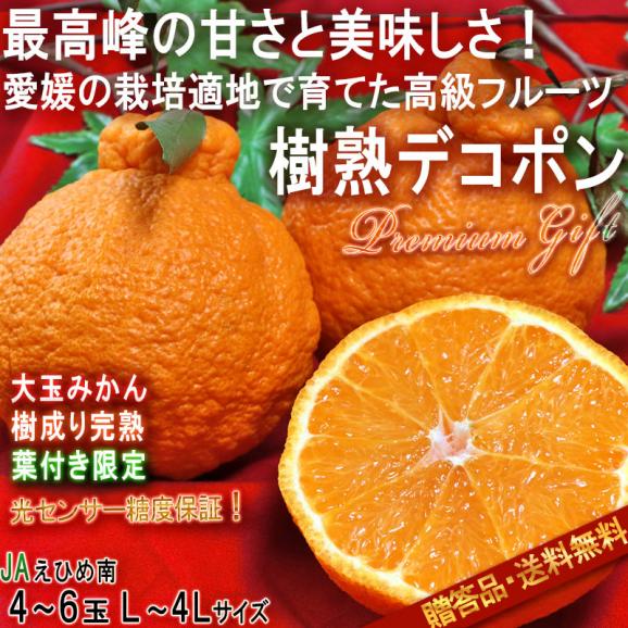 樹上完熟デコポン 葉付き不知火 4～6玉 L～4Lサイズ 愛媛県産 贈答規格 JAえひめ南 樹成り熟成で更に高い糖度と抜群の味！愛媛しらぬいの最高峰02
