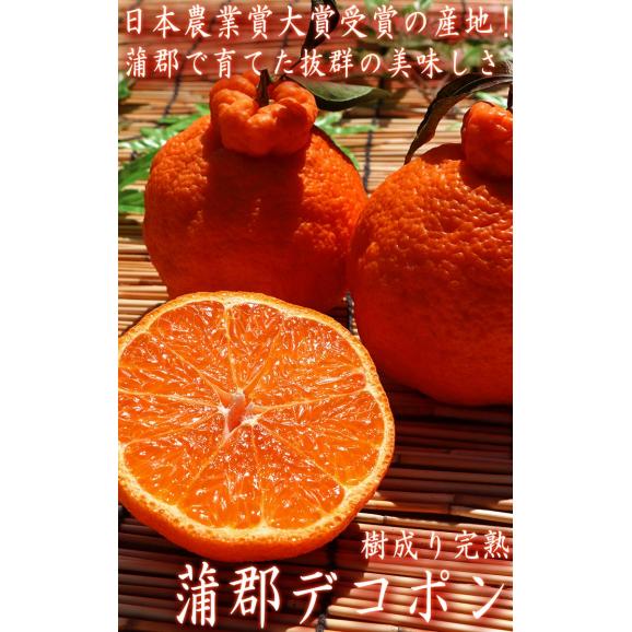 樹上完熟 蒲郡デコポン 4～6玉 愛知県産 贈答品 JA蒲郡市 糖度13度保証！樹成り熟成で更に美味しい高級フルーツ03