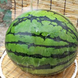 大玉クリームスイカ 約7～9kg 1玉 千葉県産 贈答規格  希少品種 成田・富里を始めとした抜群の味とシャリシャリ感！ 割れて届いた時の返品交換対応有り