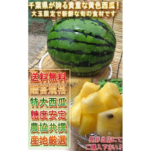 大玉クリームスイカ 約7～9kg 1玉 千葉県産 贈答規格  希少品種 成田・富里を始めとした抜群の味とシャリシャリ感！ 割れて届いた時の返品交換対応有り05