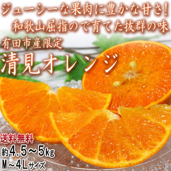 清見オレンジ 有田きよみ 和歌山県産 約4.5～5kg M〜4Lサイズ 田村みかんの産地、湯浅町田村地区で育てた抜群の味！02