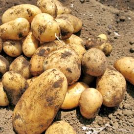 じゃがいも 男爵・とうや中心 約5kg M～3Lサイズ 千葉・茨城産中心 大容量 様々なお料理に使えるお得な国産野菜！出荷時期により旬の産地を厳選してお届け