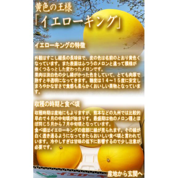 イエローキング 特大メロン 約5kg 3～5玉 贈答規格 愛知県産 さっぱりした風味とまろやかな甘さ！ギフト最適な高品質03